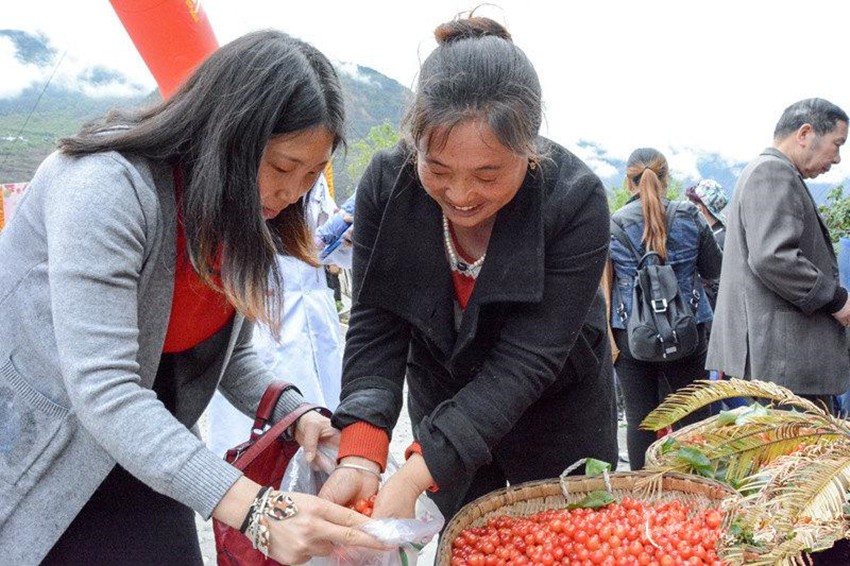 櫻桃紅了，老百姓笑了