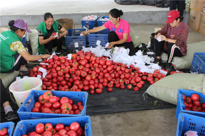 村民正在分.jpg 村民正在分.jpg