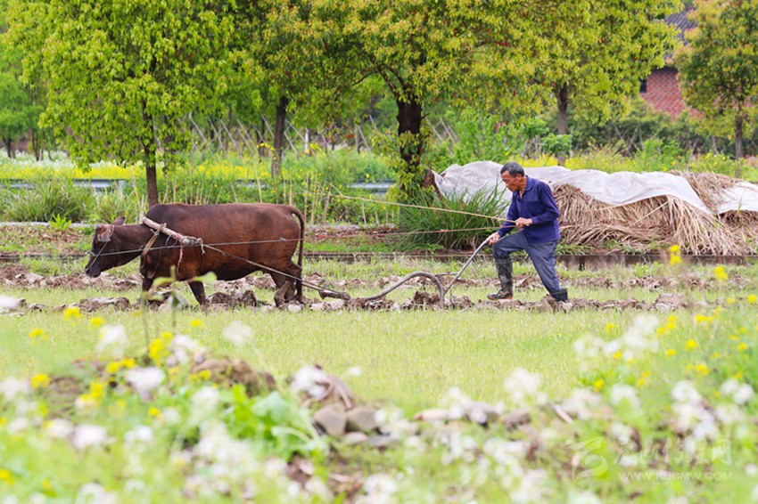 清明將至，各地農(nóng)事忙