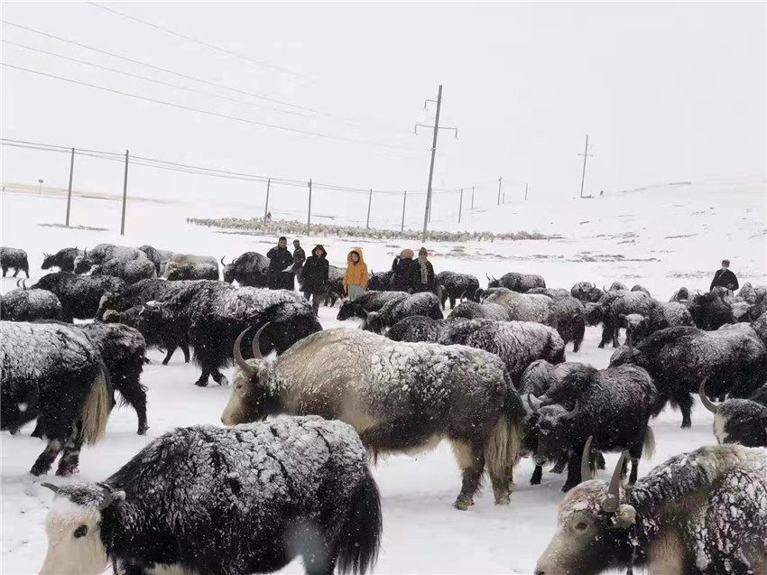 地處“云端之上”生命禁區(qū)“的農(nóng)行石渠支行80后青年益西多吉說”今年疫情流行，大伙冒雪下鄉(xiāng)送金融服務(wù)，新年首日就為農(nóng)戶發(fā)放了3000多萬元，點(diǎn)亮百姓牦牛致富夢(mèng)，疫情終將過去，筑夢(mèng)春天，我們協(xié)力點(diǎn)燃牧民發(fā)展信心“.jpg