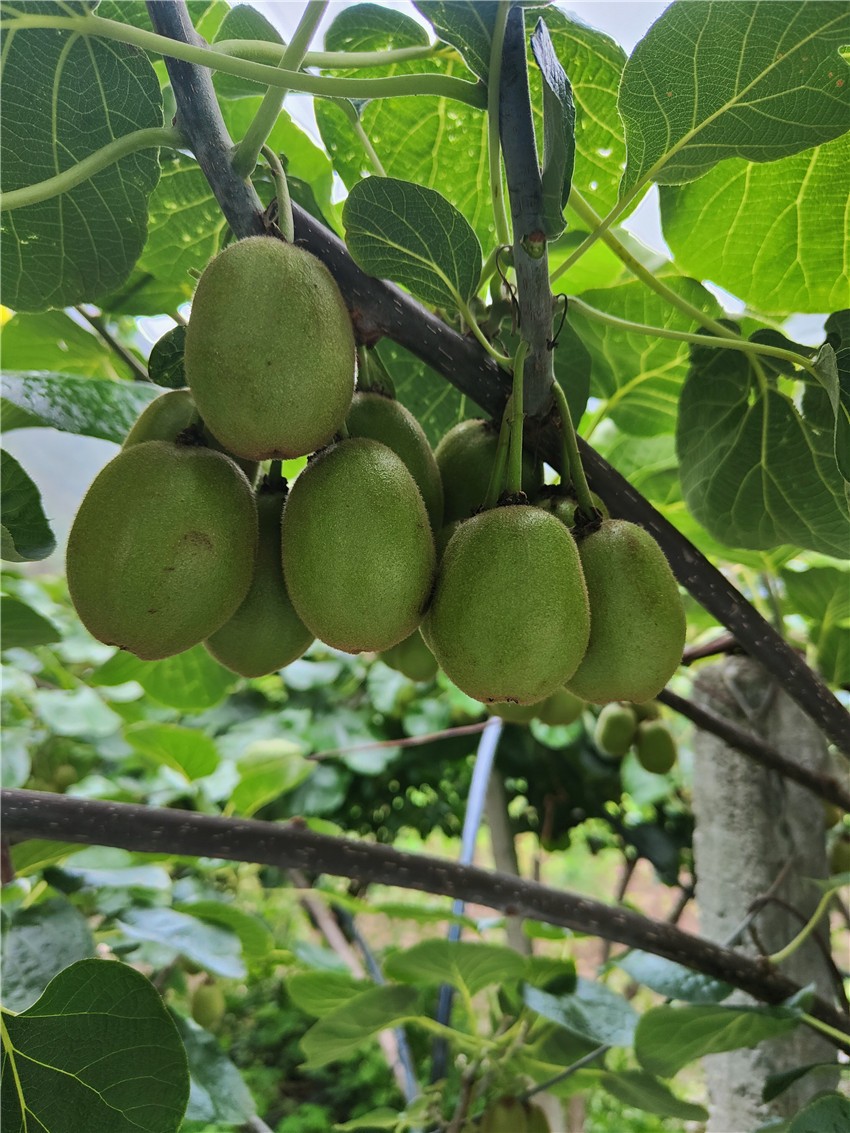 首筆強村貸2.jpg 首筆強村貸2.jpg