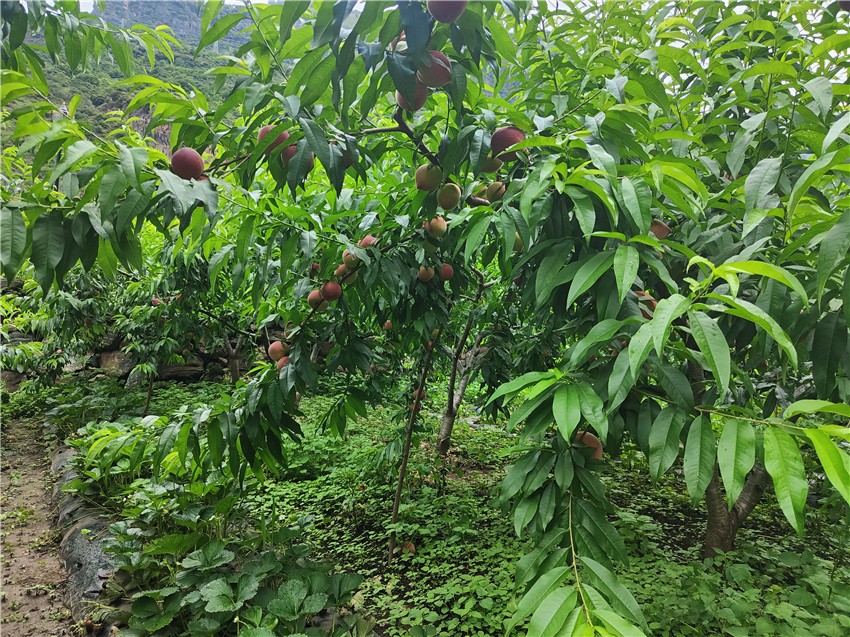 首筆強村貸1.jpg 首筆強村貸1.jpg