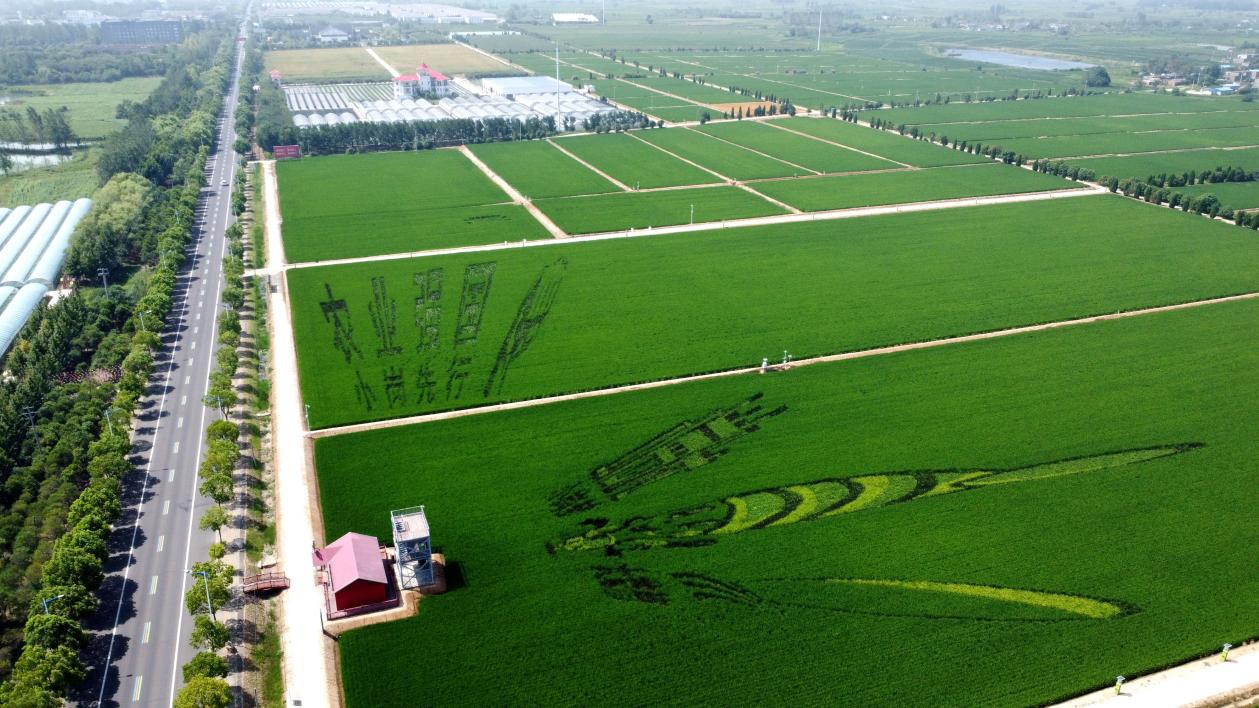 俯瞰小崗村高標(biāo)準(zhǔn)農(nóng)田。鳳陽(yáng)縣委宣傳部供圖